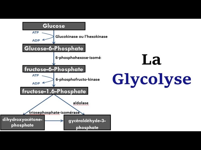 Schéma glycolyse