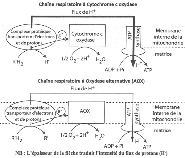 Chaînes respiratoires