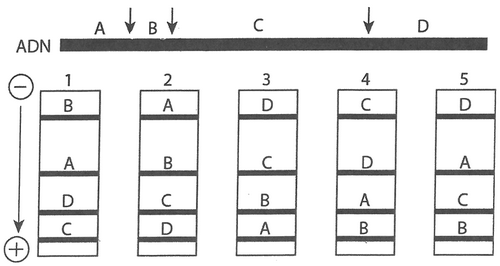 Digestion ADN