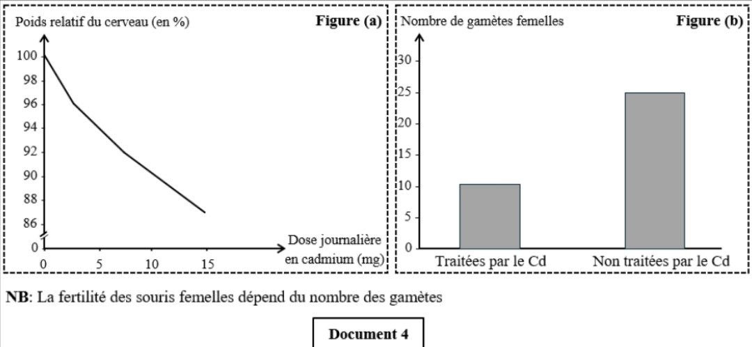 Document 4 - Effets du cadmium sur le cerveau et la fertilité