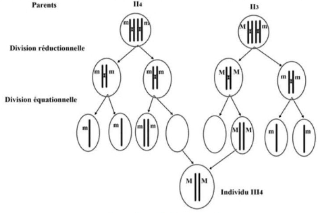 Schéma explicatif de l'anomalie méiotique