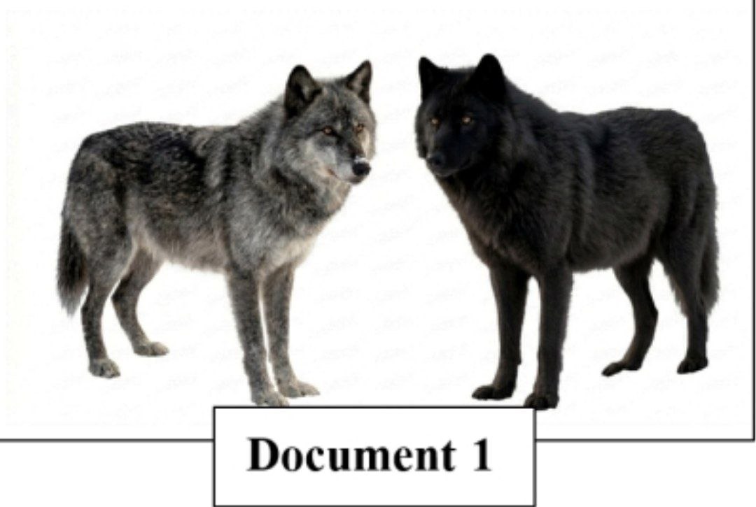 Document 1 : Loup noir et Loup gris