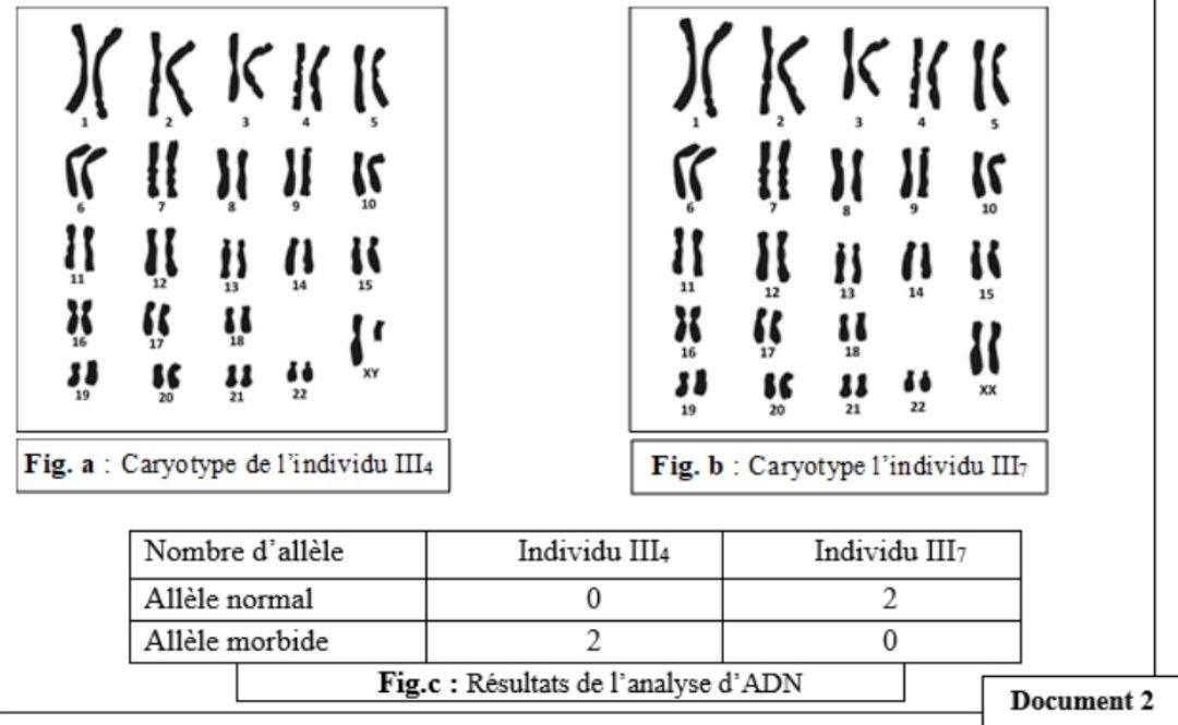Document 2 : Caryotypes et analyse d'ADN
