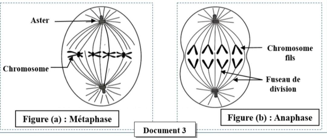 Document 3 - Métaphase et Anaphase