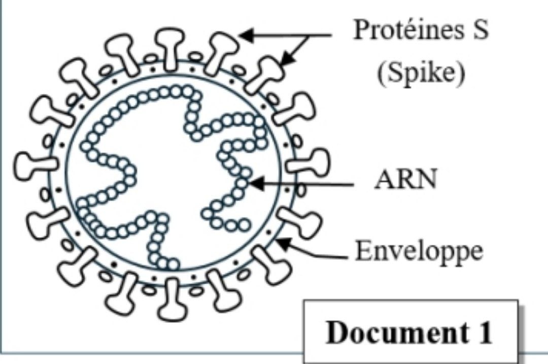 Document 1 - Structure SARS-CoV-2